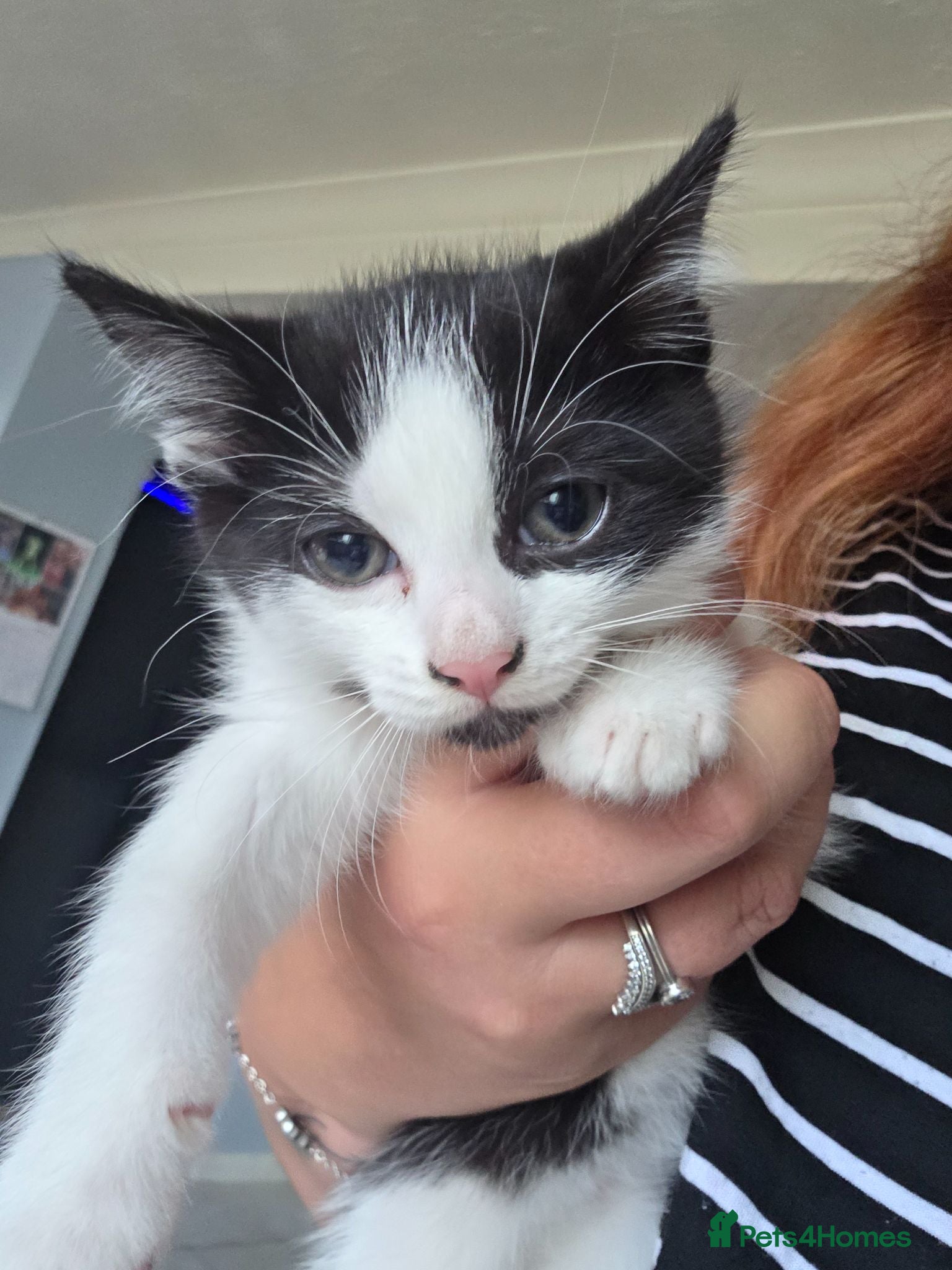 Mixed Breed cats Gorgeous black and white kitten - Advert 5