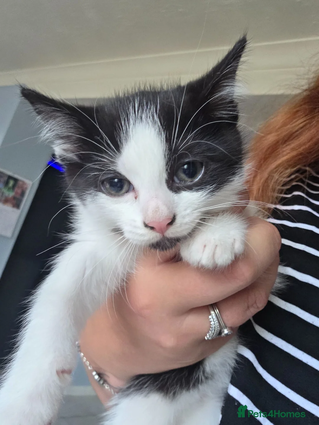 Mixed Breed cats for sale: Gorgeous black and white kitten - Advert 1