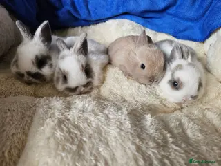 Netherland Dwarf rabbits Fawn and Broken Butterfly Netherland Dwarf bunnies - Advert 7