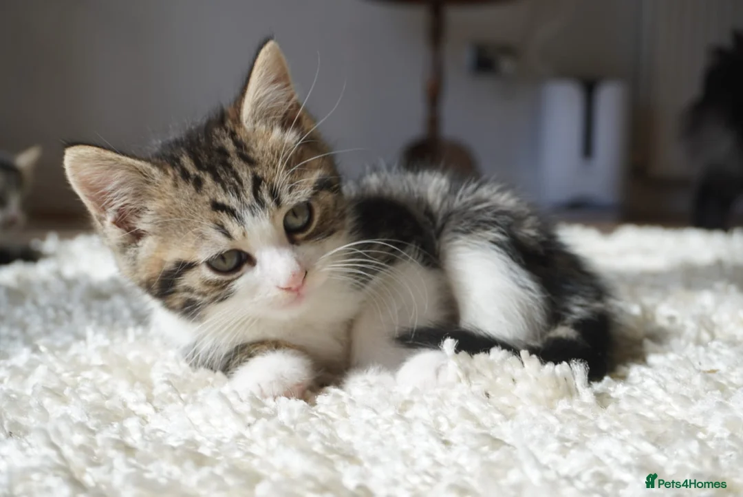 Mixed Breed cats for sale: 4 kittens for sale in Ashford - Advert 8