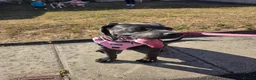 Cane Corso dogs for sale: Cane Corso - Advert 7