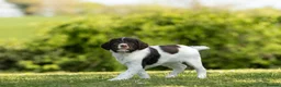 English Springer Spaniel dogs for sale: Fourth generation home bred puppies. in Whitchurch - Advert 16