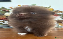 Pomeranian dogs for sale: 🧸🌈 Genuine Teddy Bear Poms Rainbow litter 🌈🧸 - Image 15