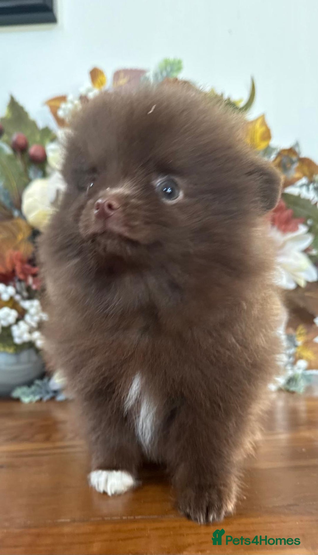Pomeranian dogs for sale: 🧸🌈 Genuine Teddy Bear Poms Rainbow litter 🌈🧸 - Image 15