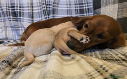 Miniature Dachshund dogs for sale: Long-hair miniature Duchshund - Image 8