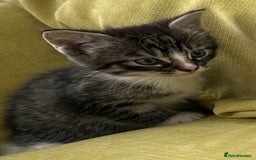 Mixed Breed cats for sale: 4  GORGEOUS TABBY/TORTOISHELL GIRLS.   - Image 8