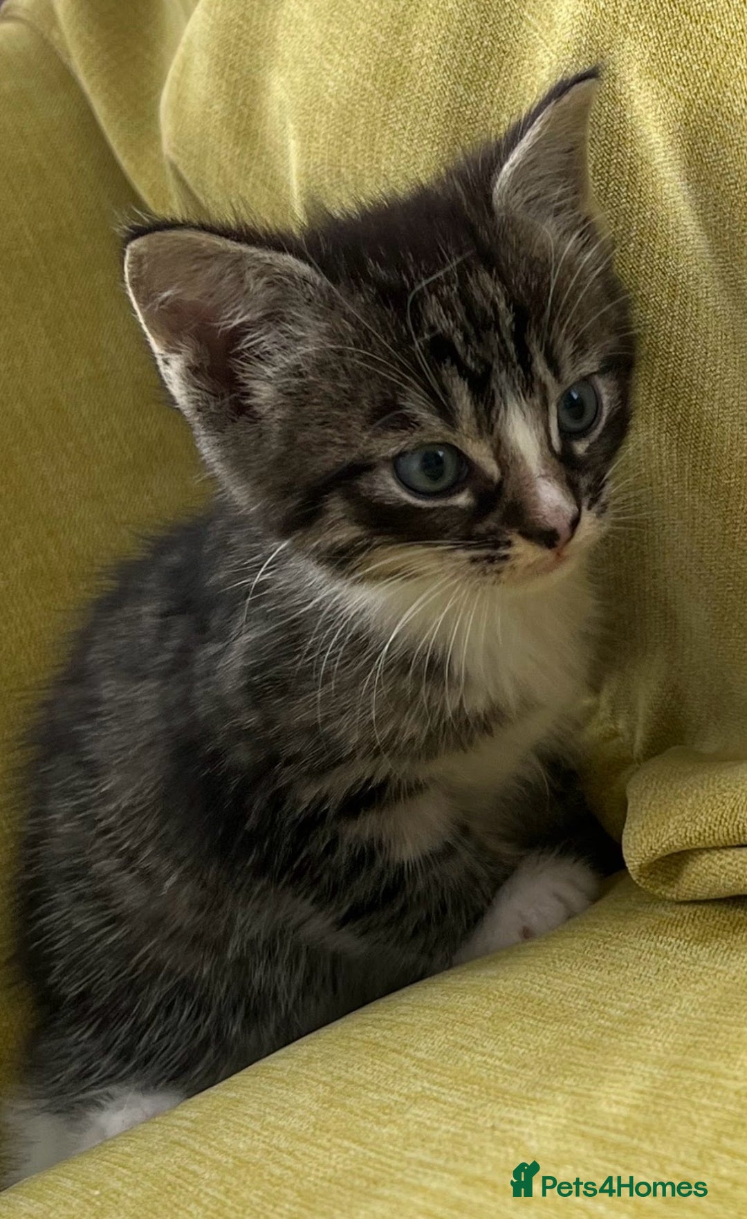 Mixed Breed cats for sale: 4  GORGEOUS TABBY/TORTOISHELL GIRLS.   - Image 8