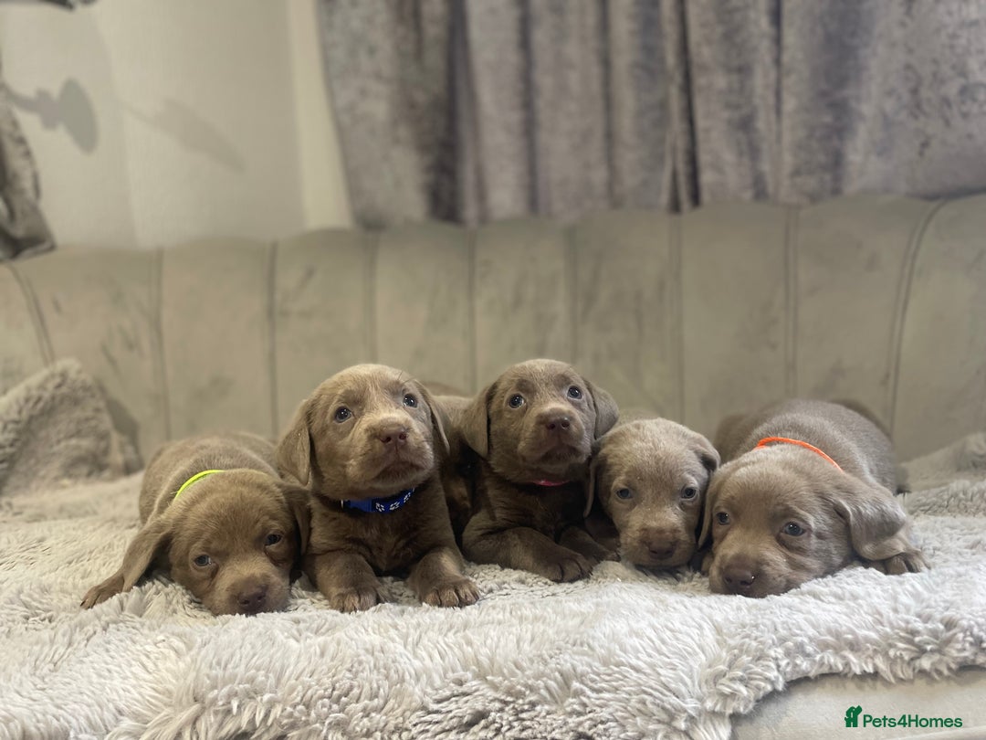 Labrador Retriever dogs for sale: Stunning silver Labradors puppy’s  - Advert 9