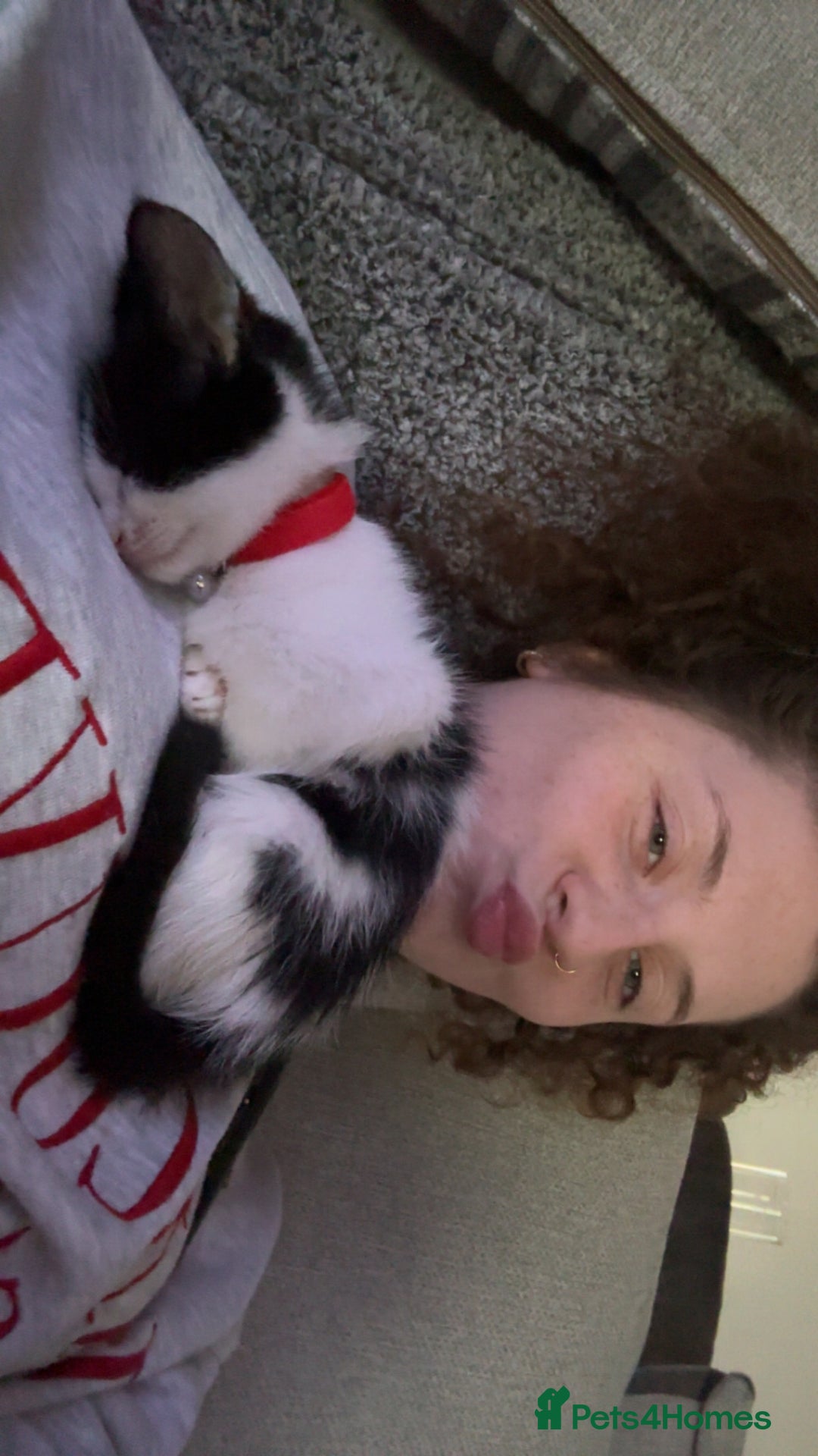 Domestic Shorthair cats for sale: Two cuddly kittens brother and sister  - Image 3
