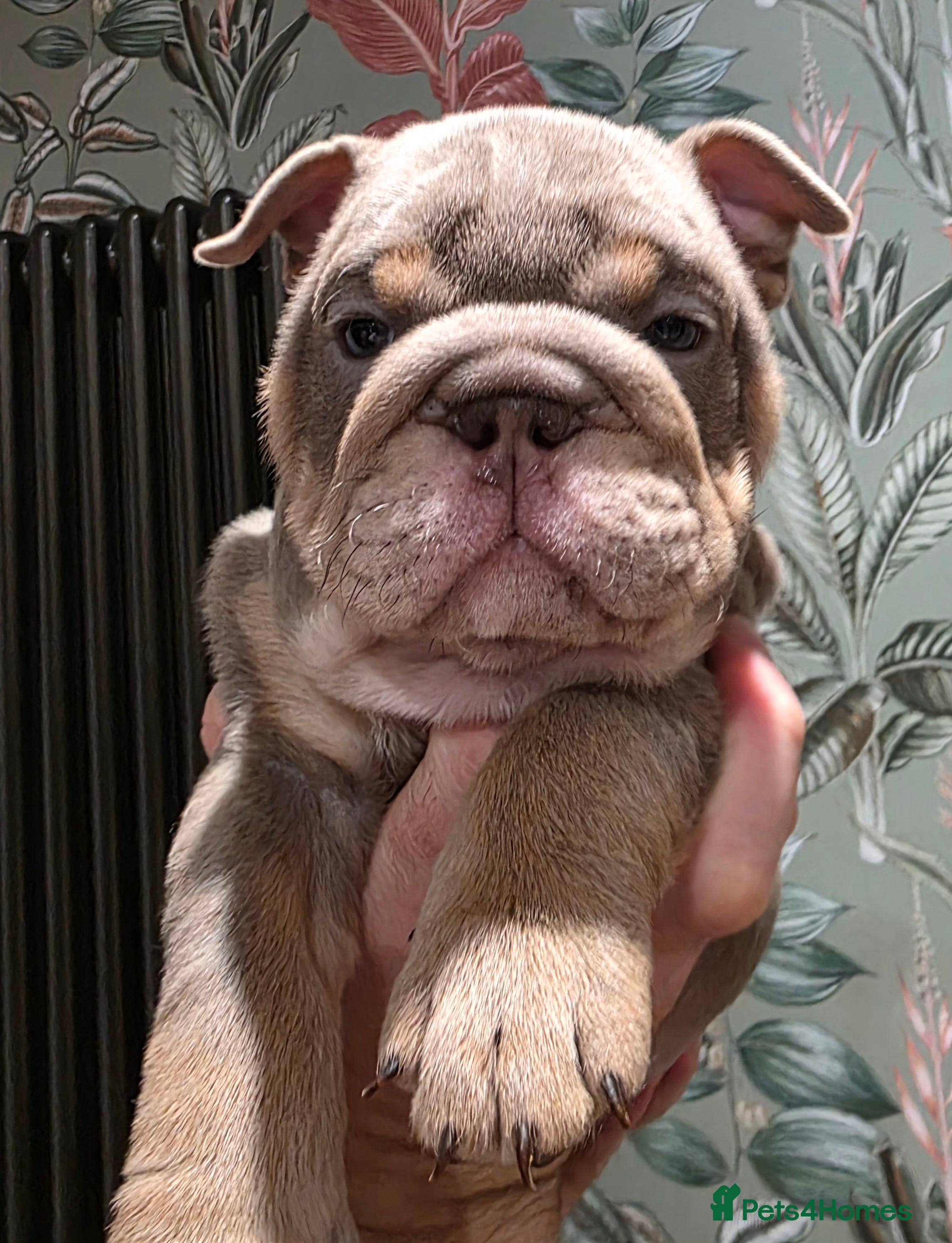 English Bulldog dogs Lilac/tan/white English Bulldogs. 2 remaining.  - Advert 2