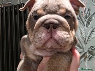 English Bulldog dogs Lilac/tan/white English Bulldogs. 2 remaining. - Advert 2