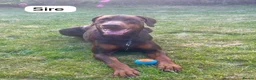 Dobermann dogs for sale: European Doberman puppies! - Advert 2