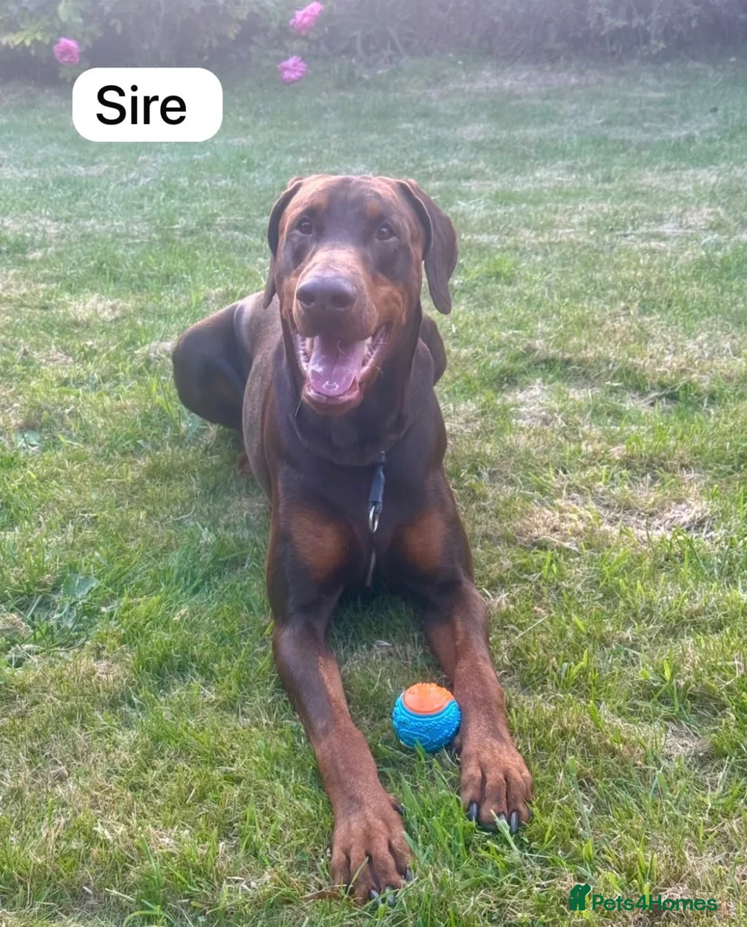 Dobermann dogs for sale: European Doberman puppies! - Advert 2