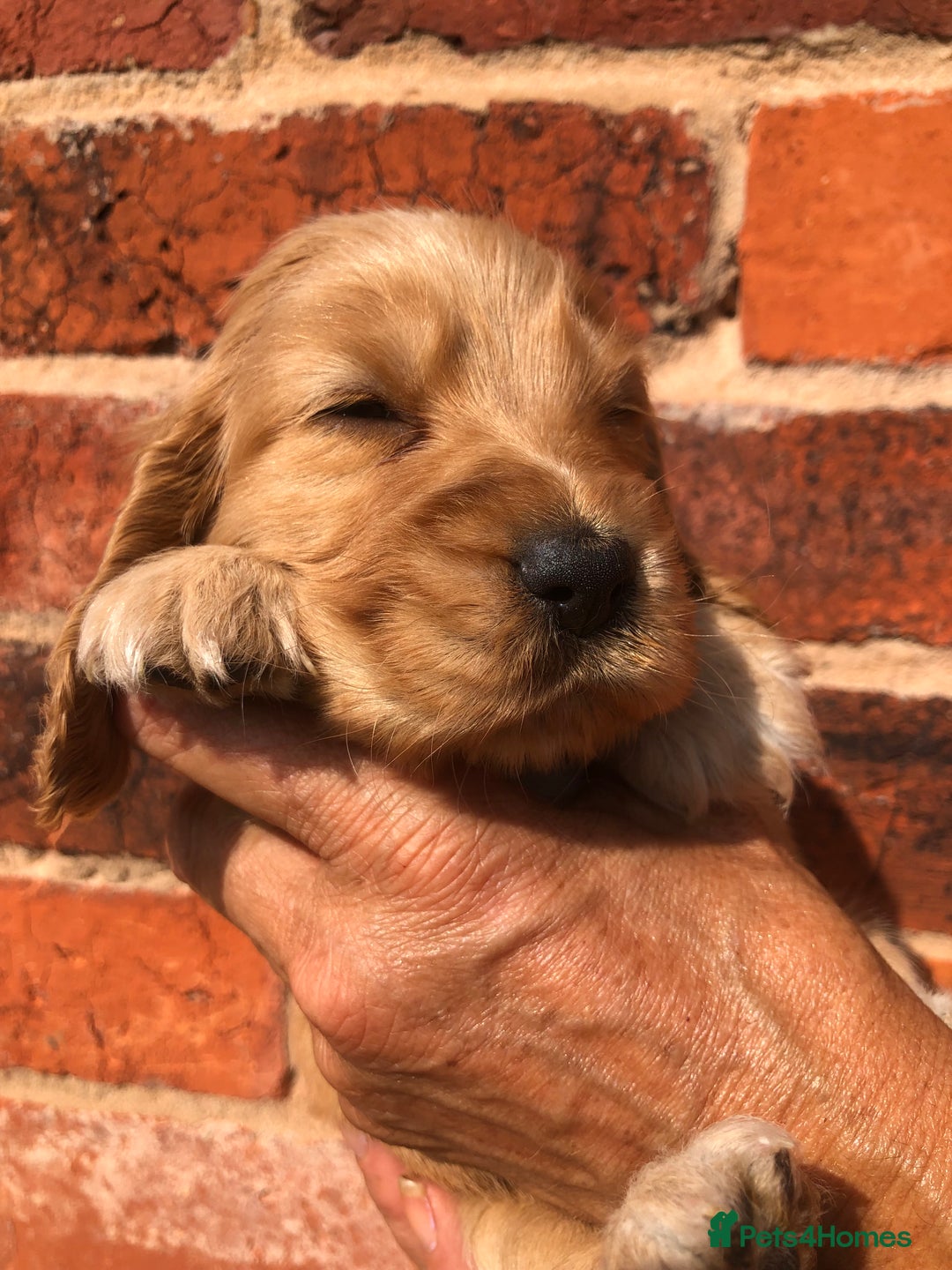 Cocker Spaniel dogs for sale: Pure beautiful show cocker spaniel puppies  - Image 24