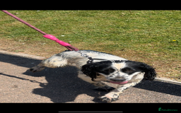 Cocker Spaniel dogs for sale: Worker cocker spaniel puppies for sale  - Image 11