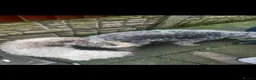 Bedlington Terrier dogs for sale: Quality beddlington puppies  - Advert 2