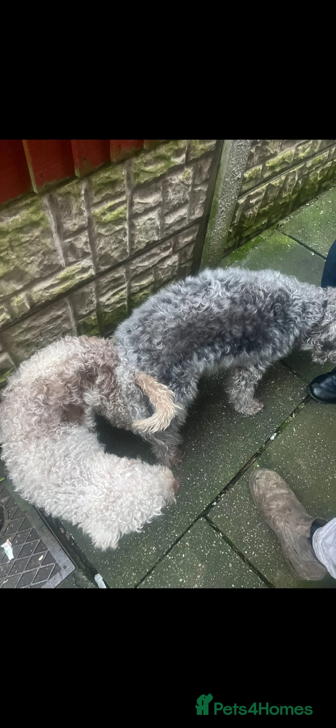 Bedlington Terrier dogs for sale: Quality beddlington puppies  - Advert 2