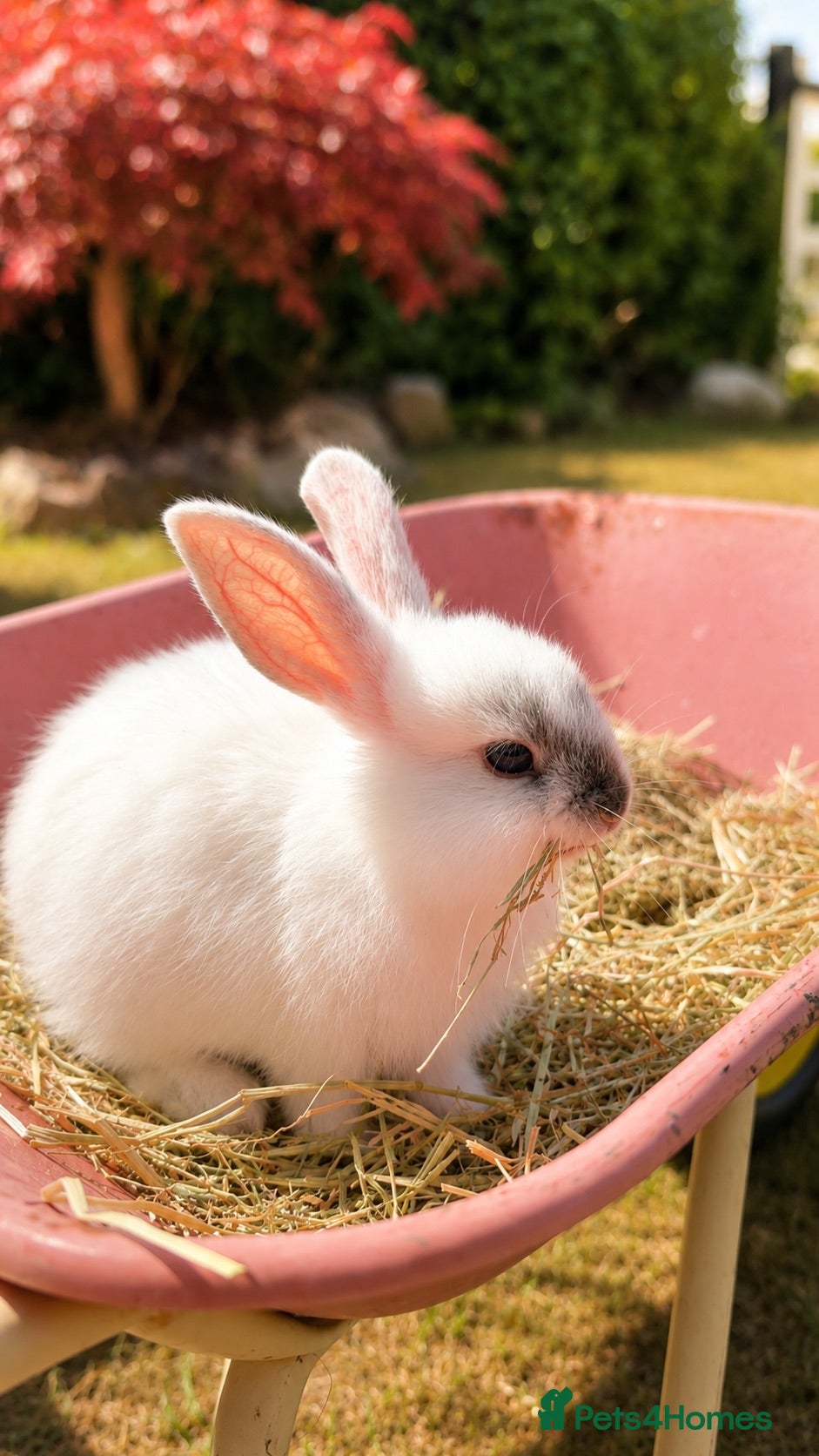 Mini Lop rabbits 🐰 Adorable Pure Mini Lop Babies Friendly 🐰 - Advert 2