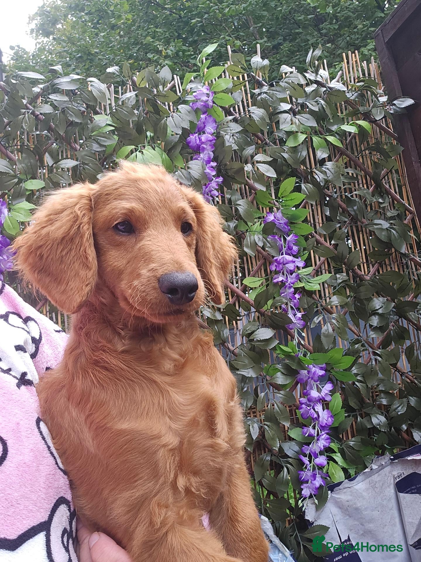 Cavapoo dogs 3 F1B Cavapoo Puppies Looking for Loving Homes 🐾 - Advert 5