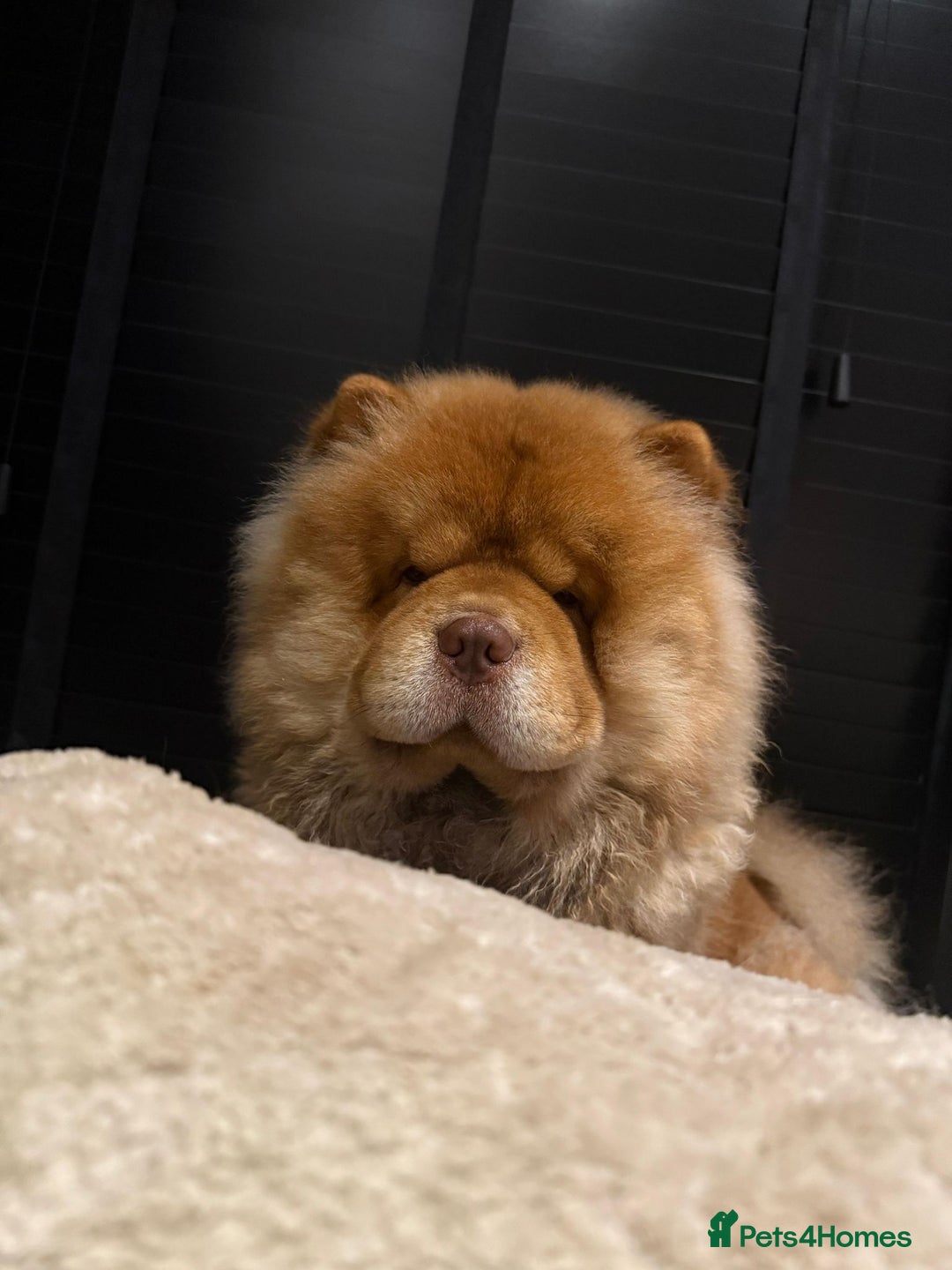 Chow Chow dogs for stud: Taco - a KC-registered Chocolate Fawn Tan Carrier - Advert 2
