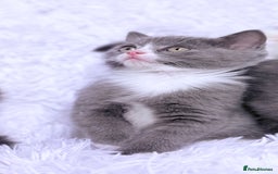 Mixed Breed cats for sale: Ragdoll X  British shorthair  - Image 15