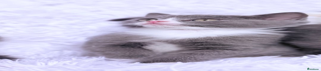 Mixed Breed Kitten 3