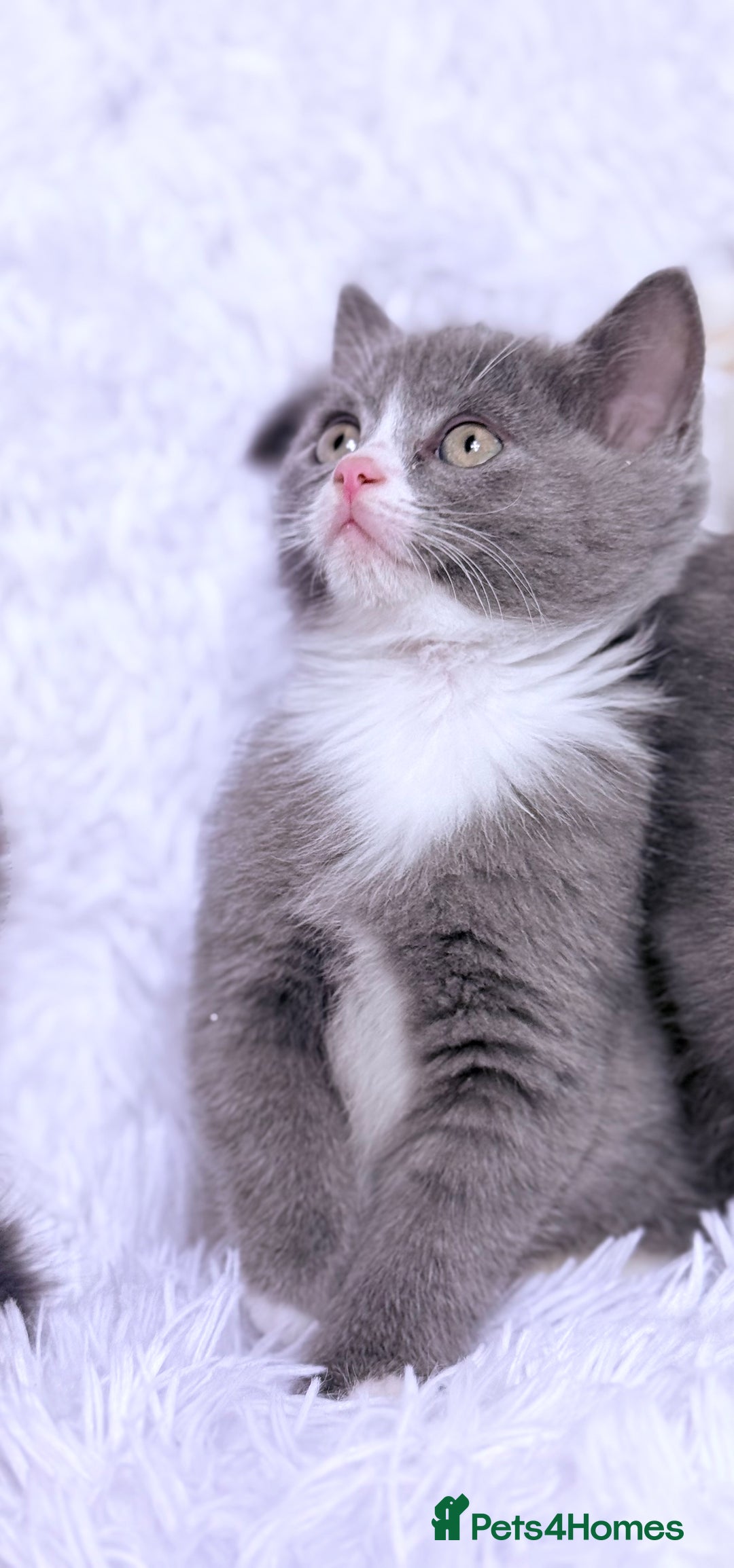 Mixed Breed cats for sale: Ragdoll X  British shorthair  - Image 15