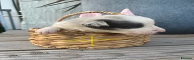 Border Collie 4