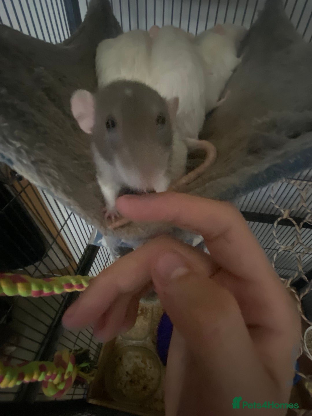 Rat rodents for sale: Rats and Cage - Image 5
