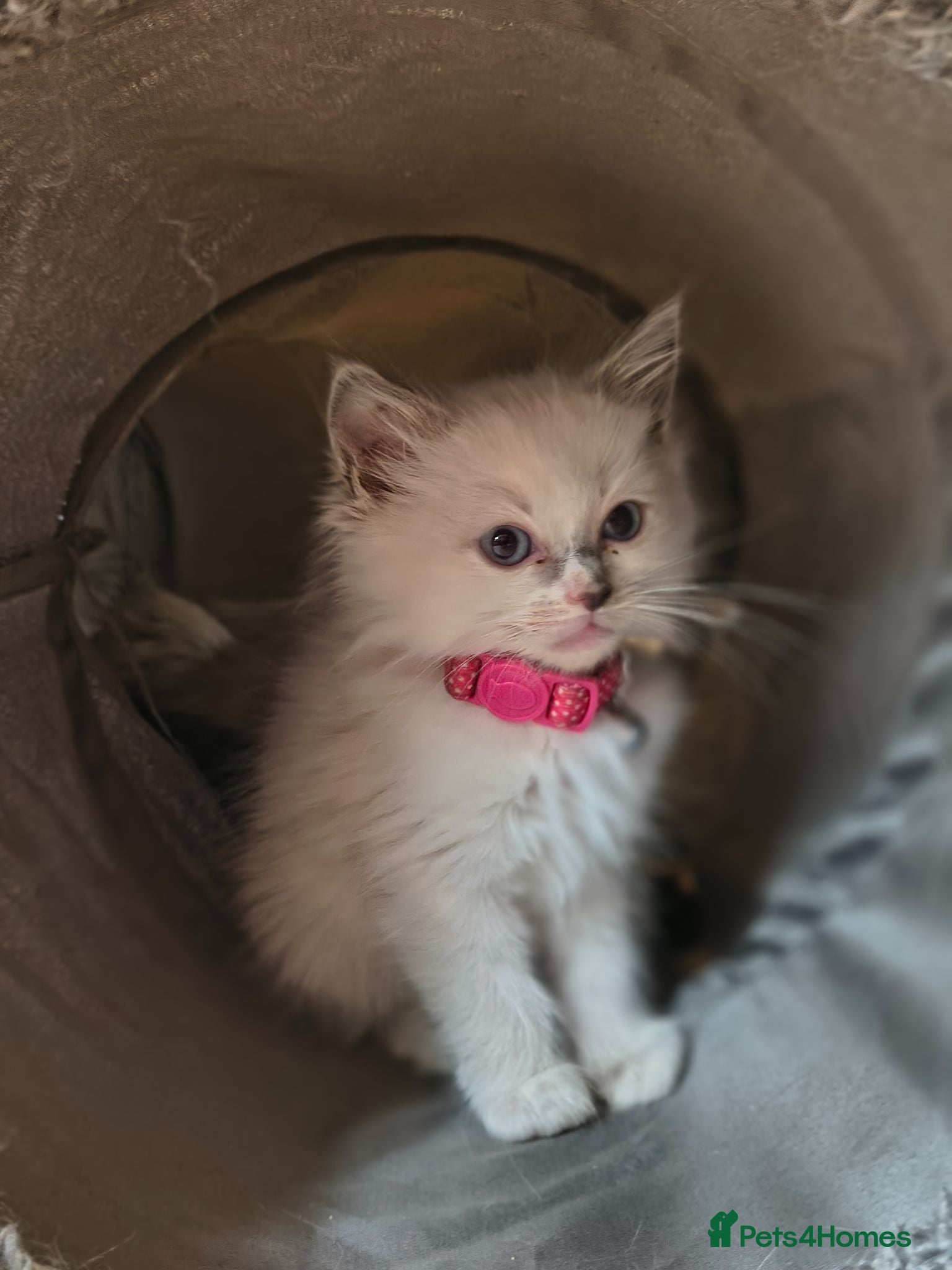 Ragdoll cats Blue mitted Ragdoll kittens - Advert 2