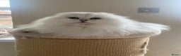 Scottish Fold cats for sale: Beautiful Scottish Fold Male Kittens  - Advert 6