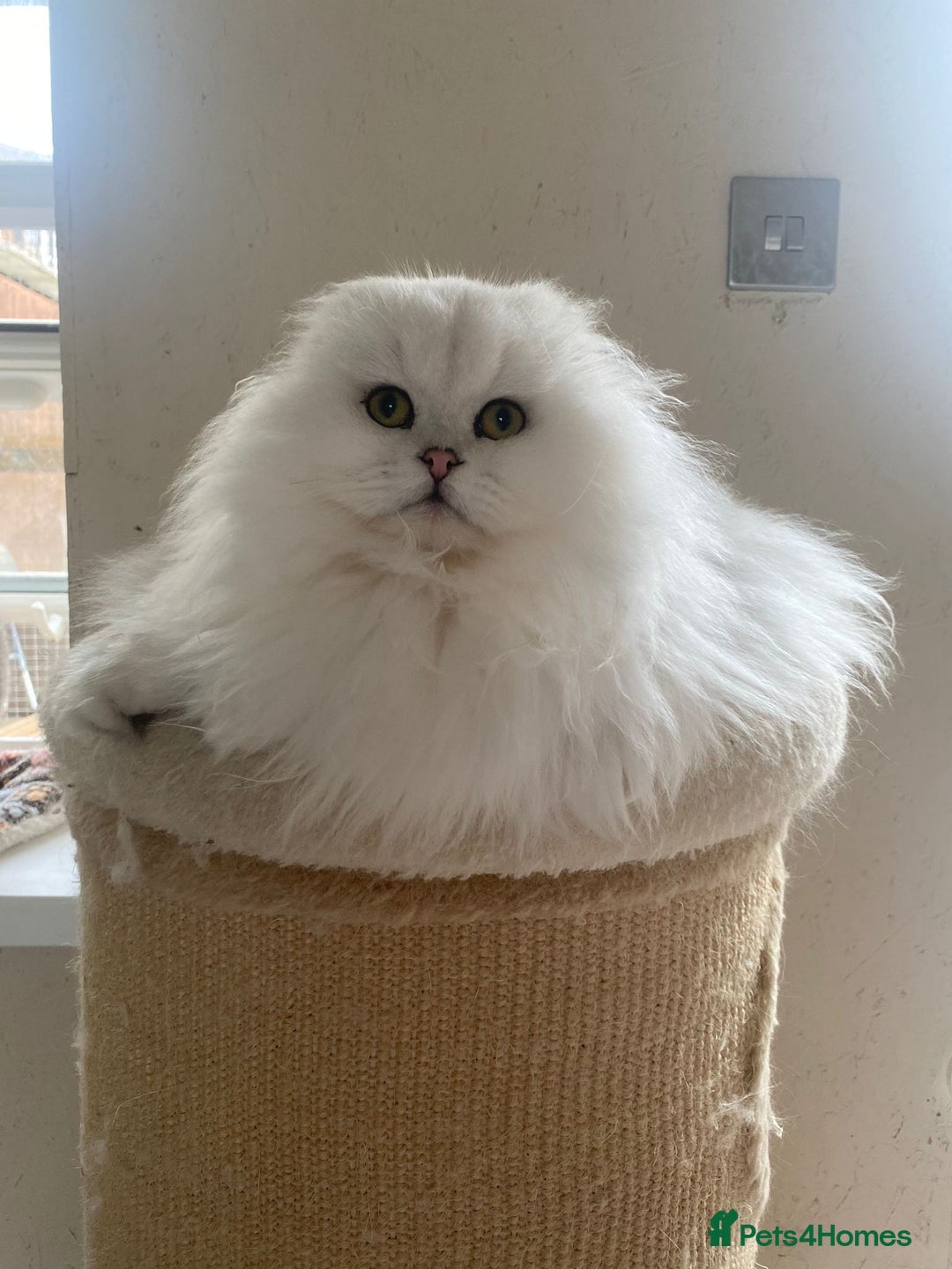 Scottish Fold cats for sale: Beautiful Scottish Fold Male Kittens  - Advert 6