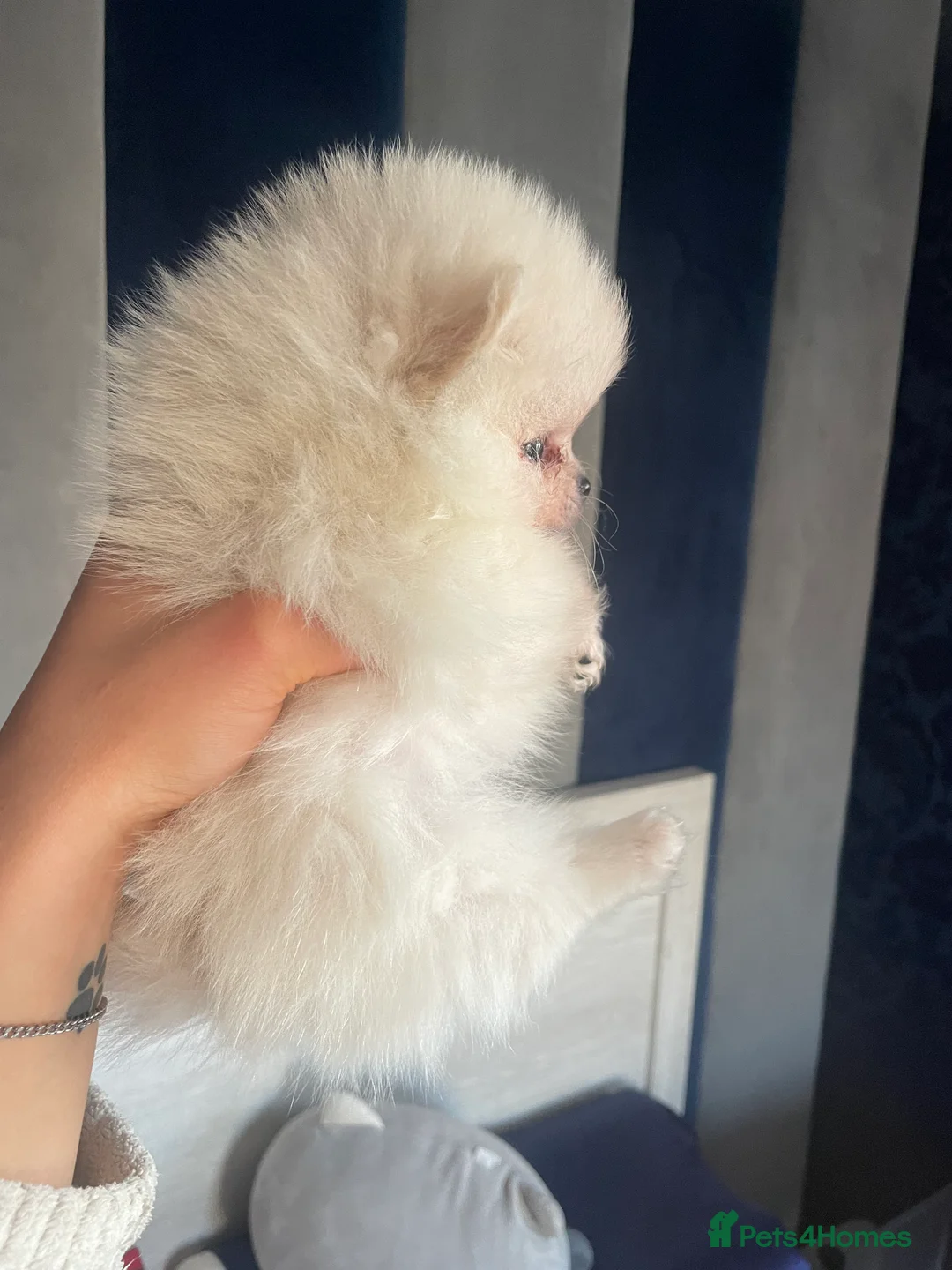 Pomeranian dogs for sale: White KENNEL CLUB Registered CHAMPION Bloodlines - Advert 35