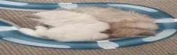 Ragdoll cats for sale: Traditional & Cherubim Ragdoll Kittens -  TICA - Advert 8