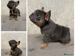French Bulldog dogs KC Registered French Bulldog Puppies - Advert 2