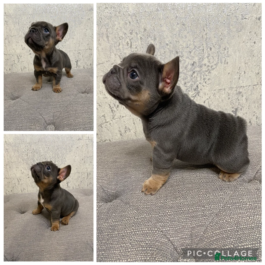 French Bulldog dogs for sale: KC Registered French Bulldog Puppies - Advert 1