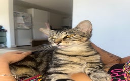 Domestic Shorthair cats for sale: Mum and two kittens 🩷 - Image 3