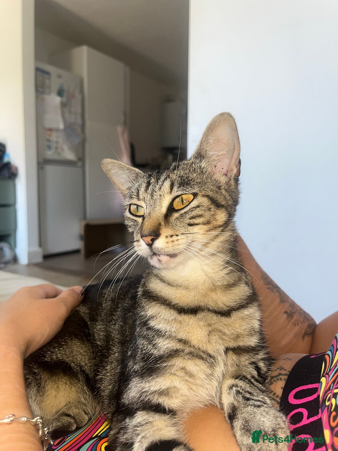 Domestic Shorthair cats for sale: Mum and two kittens 🩷 - Image 3