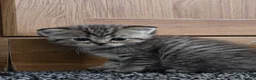 Scottish Fold cats for sale:  Beautiful Scottish fold/scottish straight litter - Advert 11