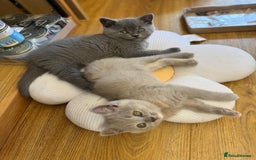 British Shorthair cats for sale: Incredible GCCF British shorthaired kittens  - Image 17