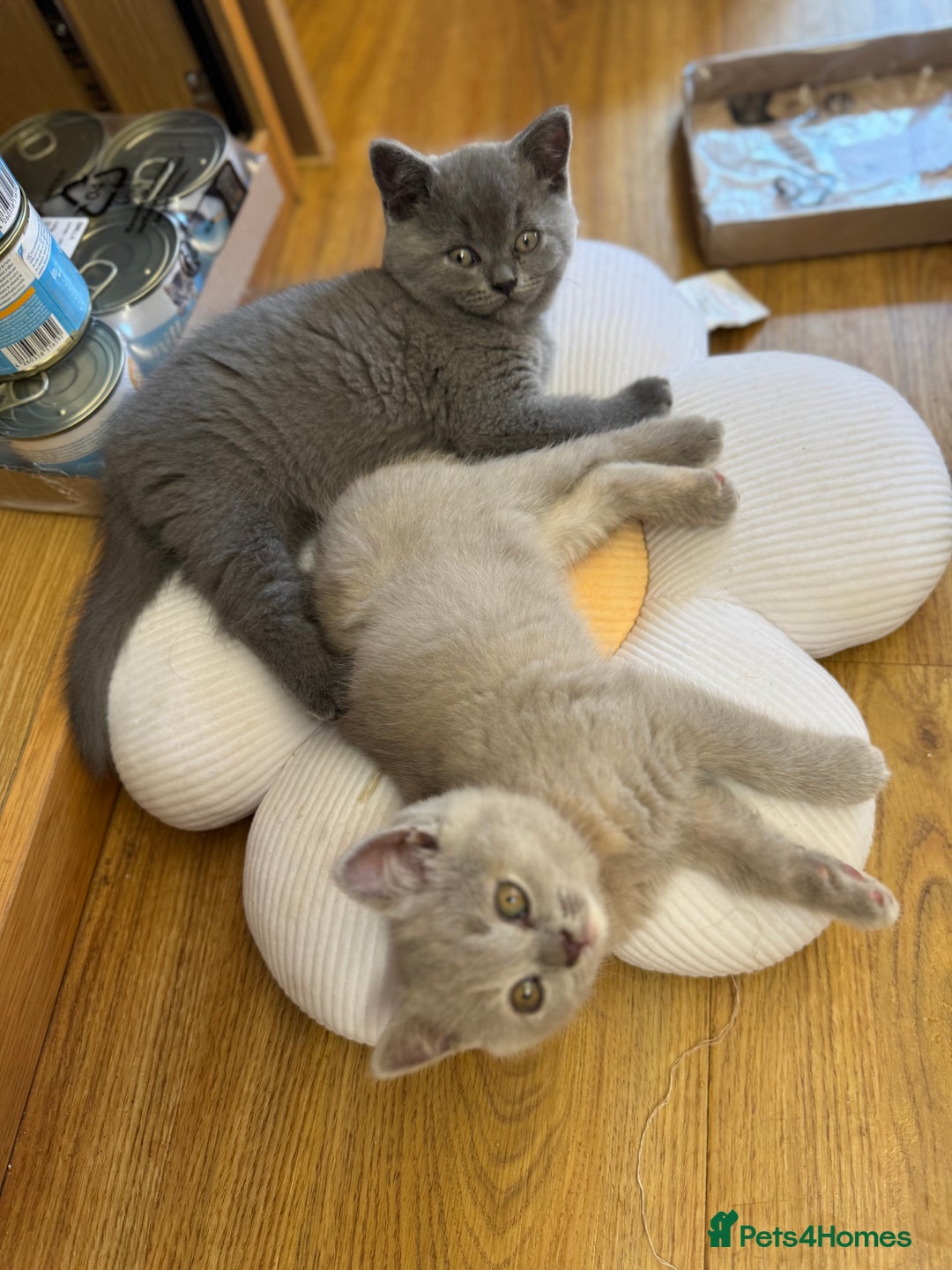 British Shorthair cats for sale: Incredible GCCF British shorthaired kittens  - Image 17