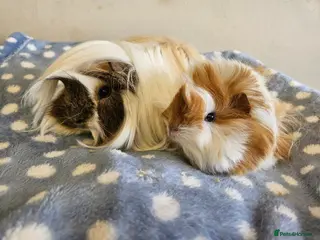 Guinea Pig rodents Various bonded pairs baby/young boy guineas pigs - Advert 22