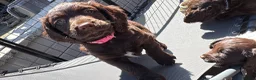 Cocker Spaniel dogs for sale: Last Working cocker Available RKC - Ready Now  - Advert 13