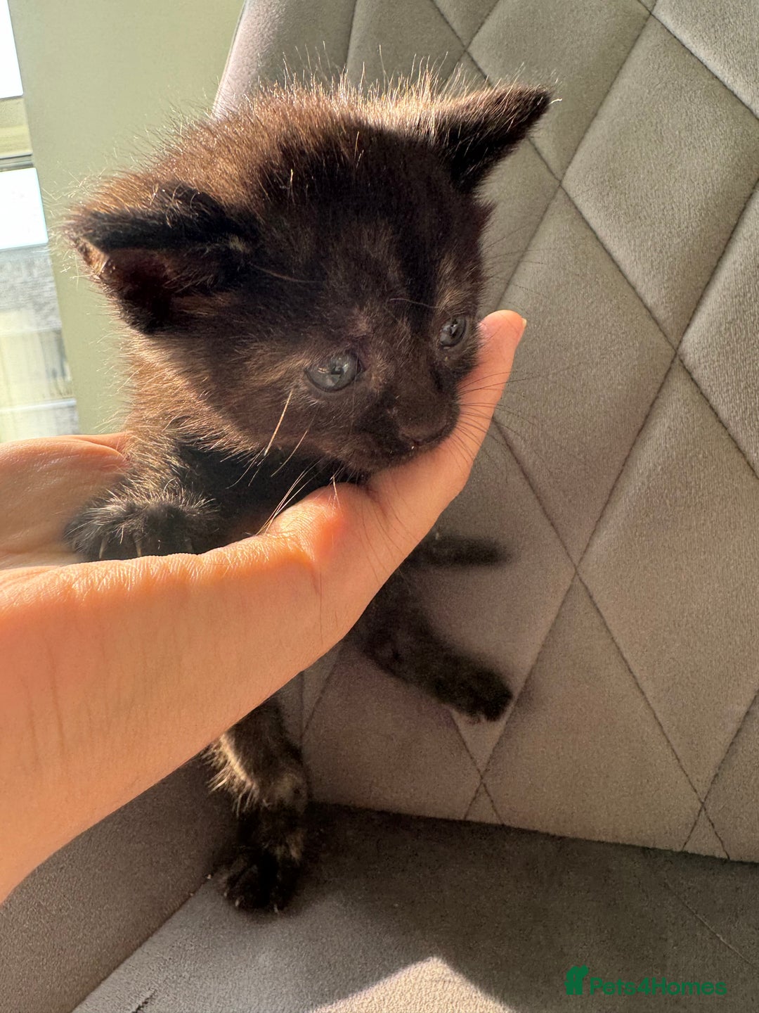 Mixed Breed cats for sale: Beautiful Mixed Kittens (Ginger/Tortie/Black) - Image 15
