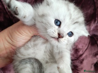 Scottish Fold cats Scottish Fold kitten - Advert 3