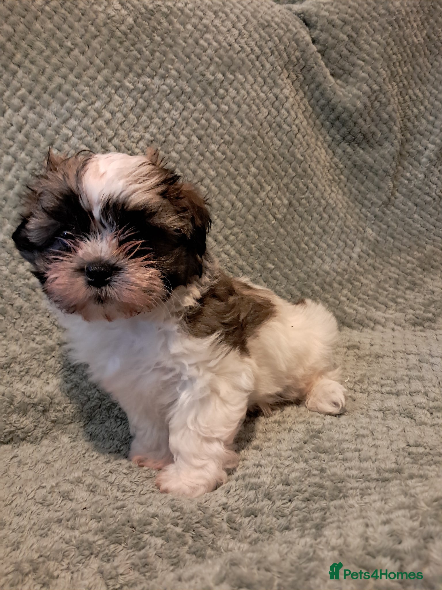 Malshi dogs Malshi 2 boys puppies - Advert 5