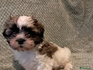 Malshi dogs Malshi 2 boys puppies - Advert 5