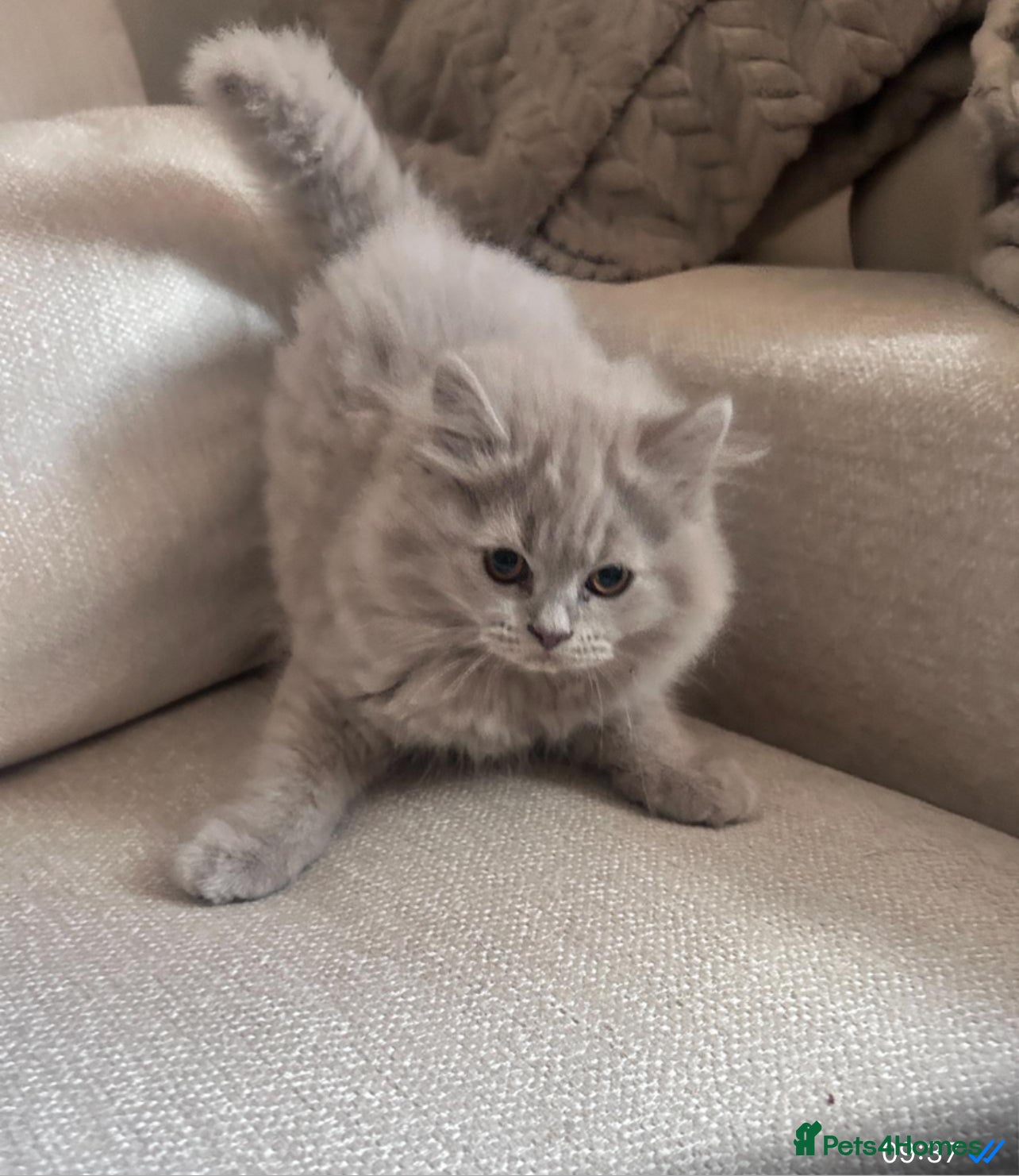 British Shorthair cats British blue/lilac shorthair kittens  - Advert 1