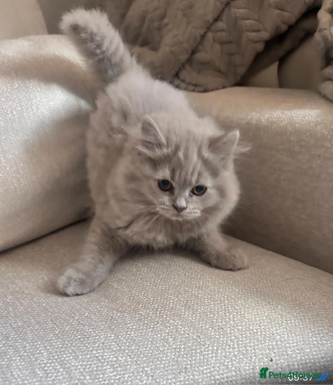 British Shorthair cats for sale: British blue/lilac shorthair kittens  in London - Advert 1
