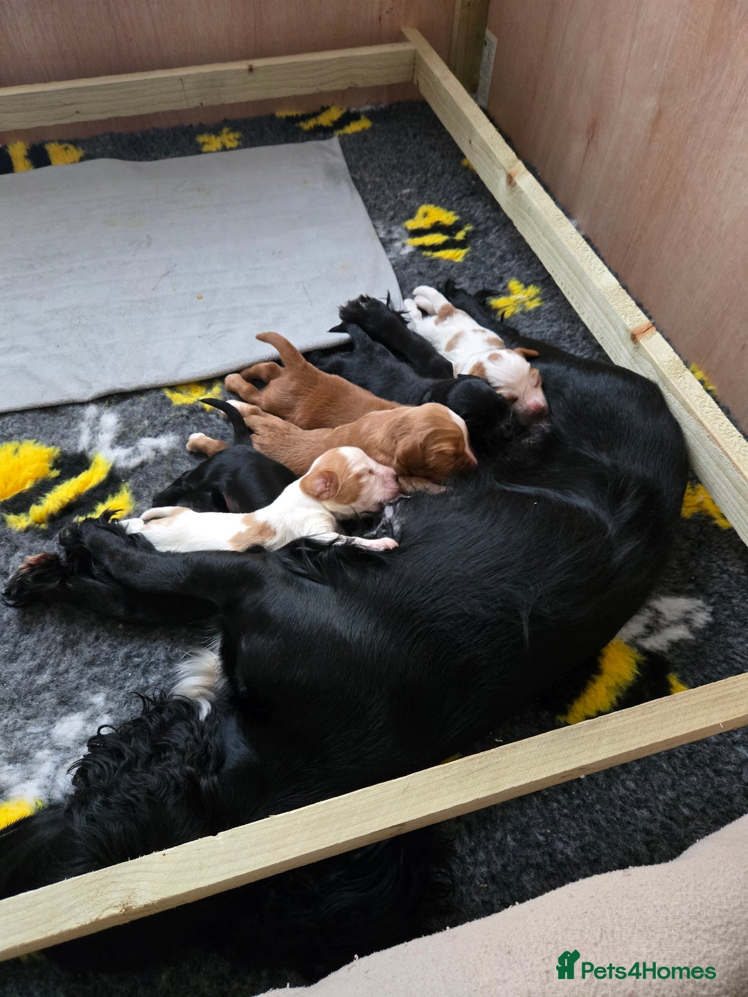 Cocker Spaniel dogs for sale: Lovely Cocker Spaniel Puppies From Our Family Dogs - Advert 4